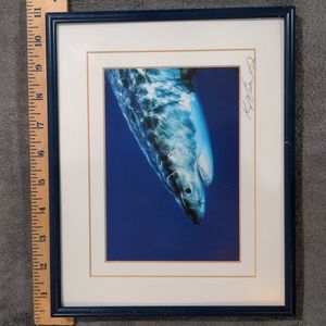 Great White Shark Photo Print Framed California